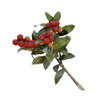 Candleberries