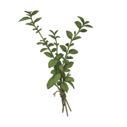 Great Mullein