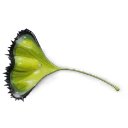 Sparkleaf