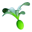 Cherimoya Rotsac