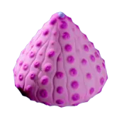 Aeroshell Sponge