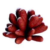 Aster Scyllid