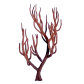 Branching Coral