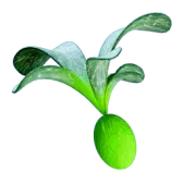 Cherimoya Rotsac