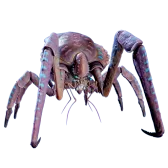 Coral Crab