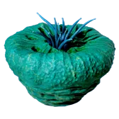 Donut of Worms
