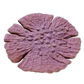 Dragon's scale coral