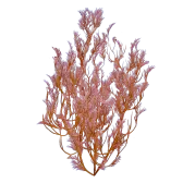 Feather Kelp