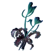 Freesia Flower