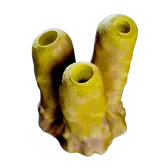 Jack Sponge