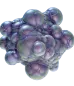Axum Bacterial Culture