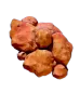 Coral Shavings