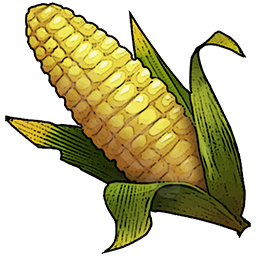 Food Raw Corn T02