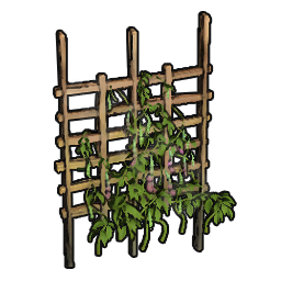 Bean Sapling