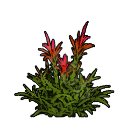 Bromeliad Sapling