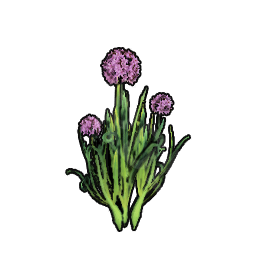 Leek Sapling