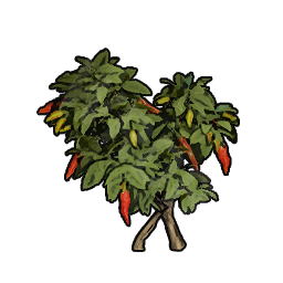 Pepper Sapling
