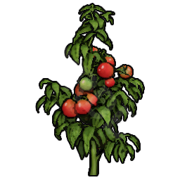 Tomato Sapling