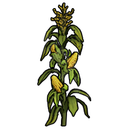 Corn Sapling