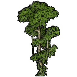 Ficus Sapling