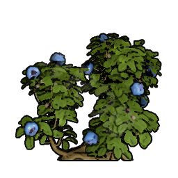 Cocoplum Seedling