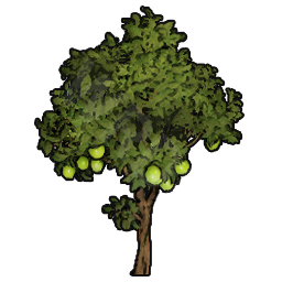 Lime Sapling