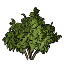 Shrub Sapling