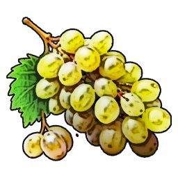 Grape
