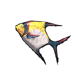 Moon Angelfish