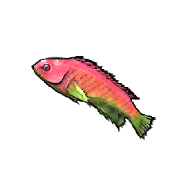 Pink Wrasse