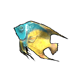 Queen Angelfish