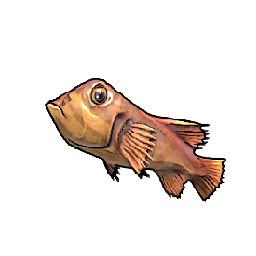 Reef Snapper