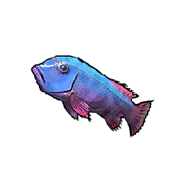 Sapphire Wrasse