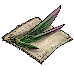 Aloe Seeds