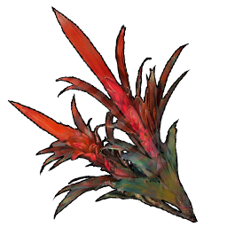 Bromeliad