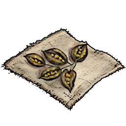 Ficus Seeds