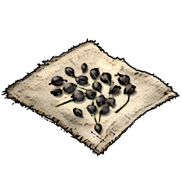 Leek Seeds