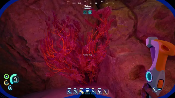 Feather Kelp